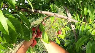 raccolta pesche di Mogliano Veneto