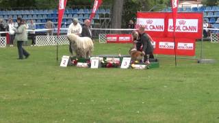 Székesfehérvár Best In Show 2014.05.11