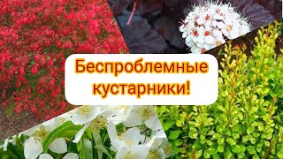 САМЫЕ ЛУЧШИЕ декоративные кустарники для сада! Подходят для живой изгороди! ЗИМОСТОЙКИЕ