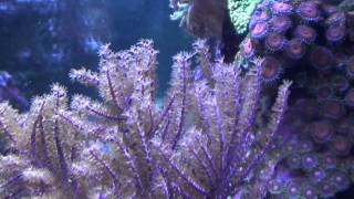 reef tank video from the side