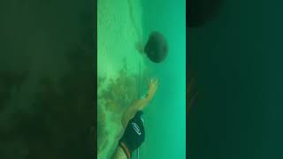 #Shorts Freedive Spearfishing Squid!