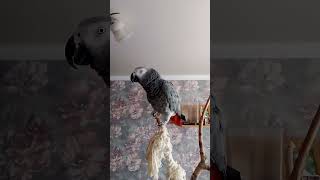 Петя попугай,настроение норм #africangrey #жако #жакопопугай #говорящийпопугай