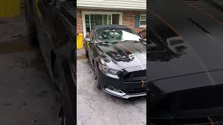 Matte black strips with bronze pin stripe  on  Mustang 5.0