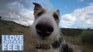 Dog tricks for a favourite treat...CHICKEN FEET