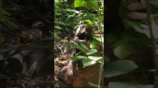 Look at the Komodo dragon's throat