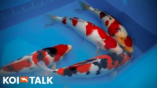 CHANGING ATTITUDES TO SANKE | Are Sanke Koi Evolving?