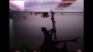 Criação de platys,  molinesias e guppys