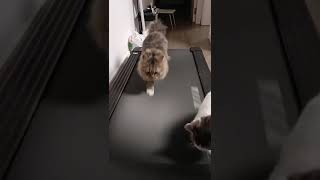 Cat VS Treadmill! 🤣