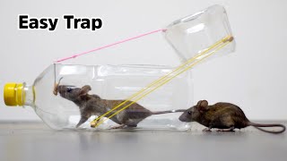 Easy Mouse Trap || Bucket Mouse Trap || Rat Trap Homemade || Best Mouse Trap Bottle