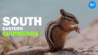 South Eastern Chipmunks: The Cute Little Mammal