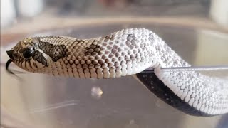 7 of 9, Axanthic conda hognose snake eating 2 pinkies.