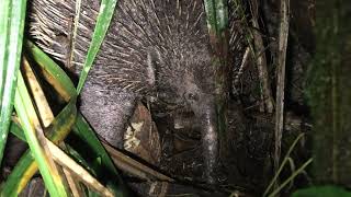 Western Long-Beaked Echidna!!!!! Very, Very Special Mammal!