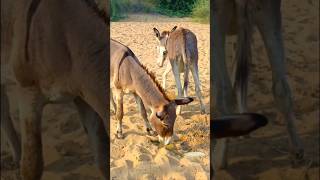 #animals #youtubeshorts