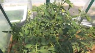 Мой огород - Томаты в теплице 05.07.14г / tomatoes in a greenhouse