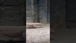 Komodo Dragon my favorite #animal #reptiles #lizard #majestic #trending #shortsfeed #music #exotic