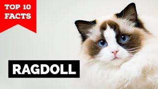 Ragdoll Cat - TOP 10 FACTS