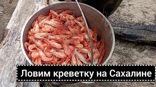 Ловим креветку на Сахалине - свежие морепродукты из Татарского пролива