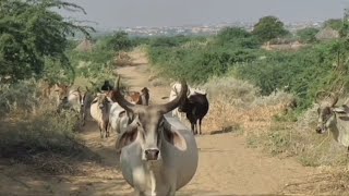 ذهبت جميع الأبقار على التوالي نحو الأبقار #viralvideo #cows #animals