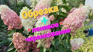 Осенняя обрезка гортензии + "ЛЕНИВОЕ" черенкование