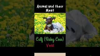 Animals and their Meat : Calf (Baby Cow) = Veal