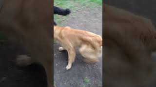 world dog wrestling federation