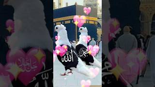 The name of Allah & Muhammad is so beautiful #trending #youtube #viralvideo #subscribe