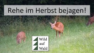 🦌Das musst du bei der Rehjagd im Herbst wissen! #wildaufwald