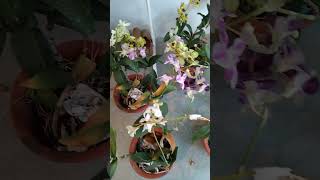 beautiful orchids in pots