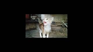 cute cat hungry