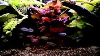 African Aquarium 310 l Akwarium 310 l