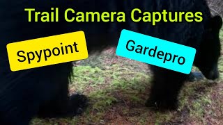 Trail Cam Video (Spypoint and Gardepro)