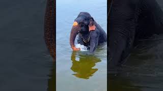 Elephant bathing 😍🥰| dr shek  | #shorts