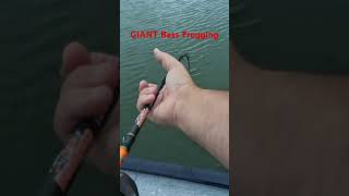 Absolute Giant Bass Caught throwing a frog! Boat Flip #bassfishing #giant #shortsfeed