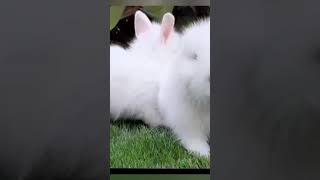 animal #youtubeshorts #animal #bunny #pet #rabbit #farming #bunnyboy22