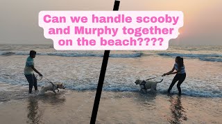 Beach day for scooby & murphy | Can they get along? | Pet dogs vlog | Richa Patil