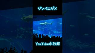 下からジンベエザメ／沖縄美ら海水族館［YouTube水族館］#ジンベエザメ