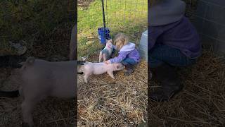 Little Alaskan Girl Gets Pigs #alaska #piggy