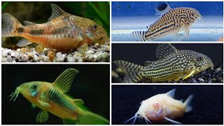 Cory catfish beginners guide: how to tell Corydoras gender, breeding and feeding Cory catfish