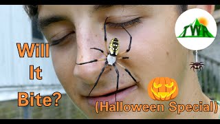 Giant Garden Spider Encountered...Are They Dangerous? (Halloween Special 2018)