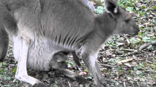 Adorable Joey and Mother Kangaroo munching leaves.