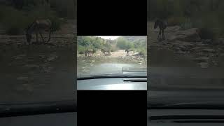 Yeh rastay mein kia nazar aagaya#greatwall #markhor #endangeredspecies #travel #sindh #donkey #funny