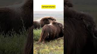 Meet the Musk Ox: The Arctic Giant Built for Survival! 🐂❄️  #animalfacts #shorts #short #shortvideo