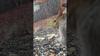 Squirrels | #chipmunks_and_squirrels on #Twitch