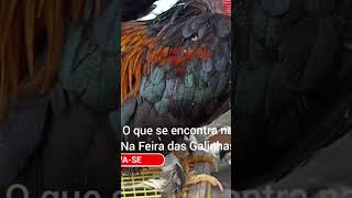 FEIRA DAS GALINHAS TRADICIONAL DE ARAPIRACA-AL #nordeste #vidanocampo #sitio #vidanaroça #galinha