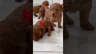 Nurturing Moments: Adorable Puppy Feeding Frenzy with Mom in Heartwarming Short Clips!"🐾💕🐶