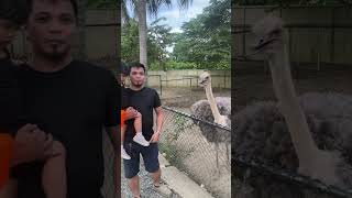 OSTRICHes don’t bite! 😂