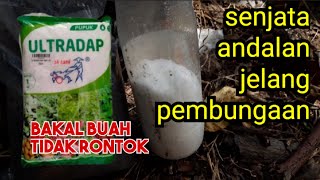 GUNAKAN PUPUK INI SAAT TANAMAN MELON MEMASUKI FASE GENERATIF