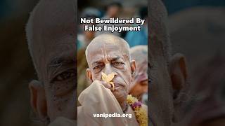 Not Bewildered By False Enjoyment - Prabhupada 0551