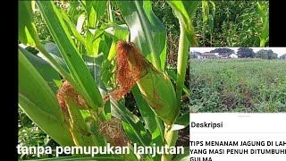 Reviu Jagung Yang Ditanam Pada Lahan Yang Masi Dipenuhi Gulma