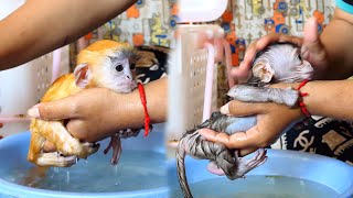 Today we come to see cleansing for both tiny baby monkey